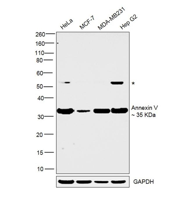 Annexin V Antibody in Western Blot (WB)