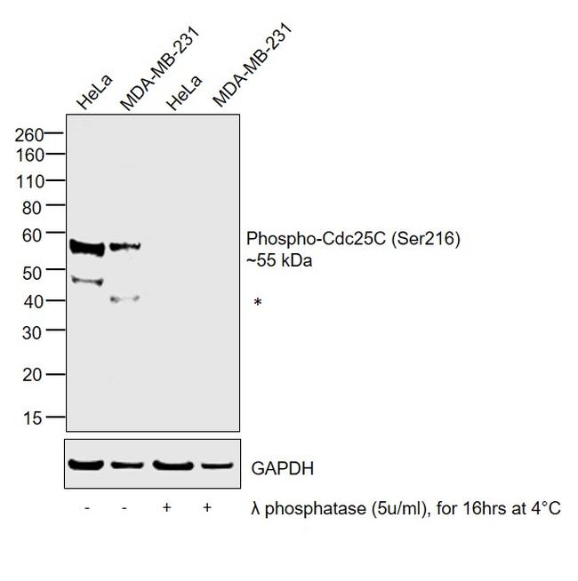 Phospho-Cdc25C (Ser216) Antibody in Western Blot (WB)