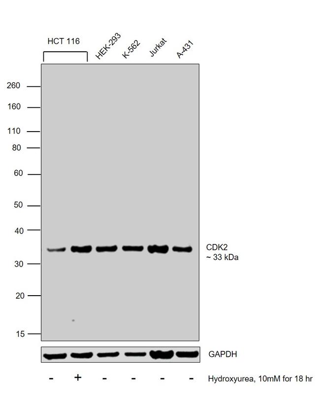 CDK2 Antibody in Western Blot (WB)
