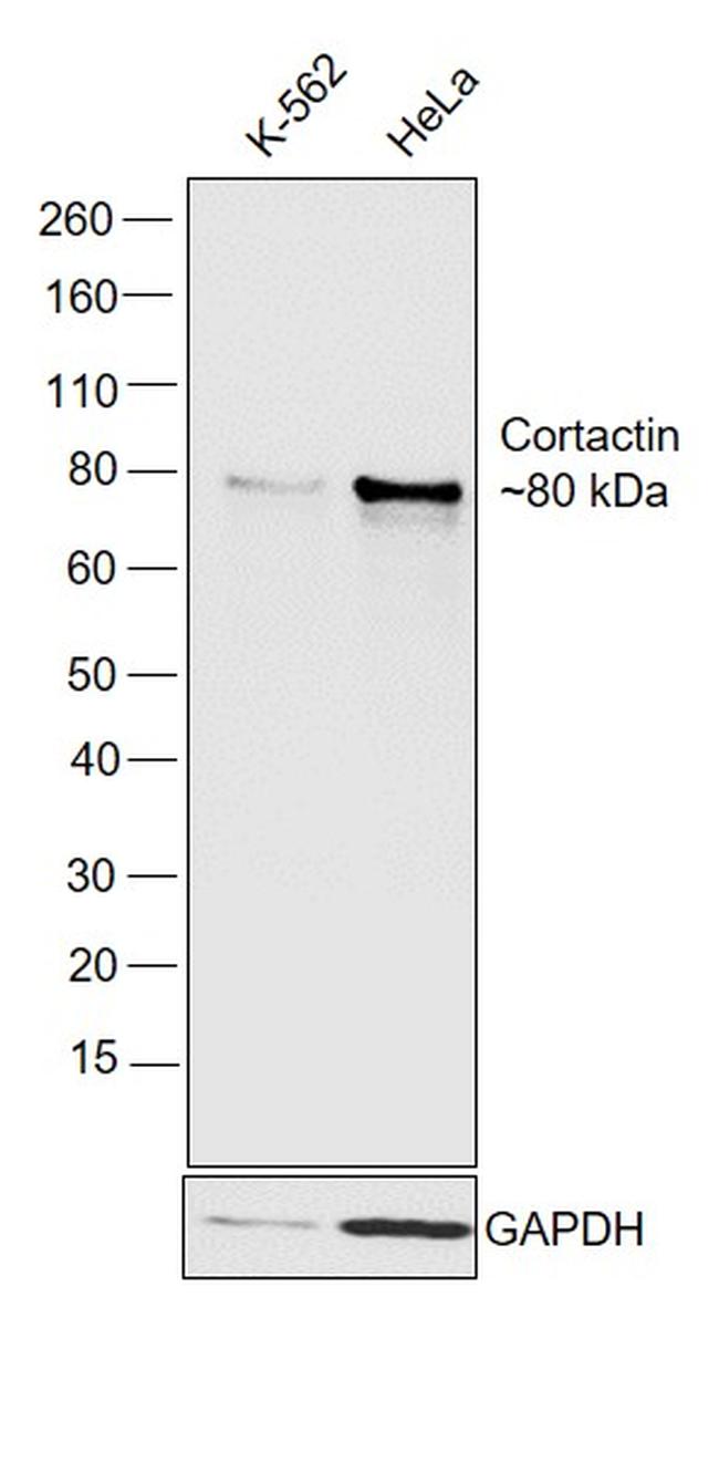 Cortactin Antibody in Western Blot (WB)
