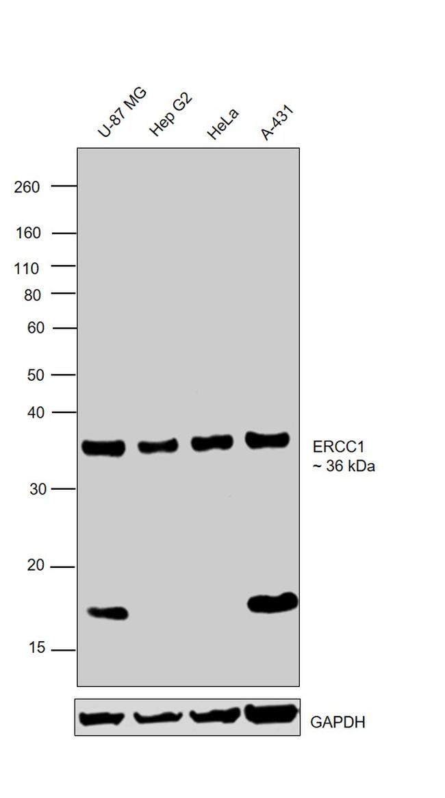 ERCC1 Antibody in Western Blot (WB)