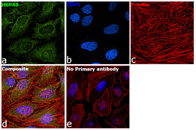 HSPA9 Antibody in Immunocytochemistry (ICC/IF)