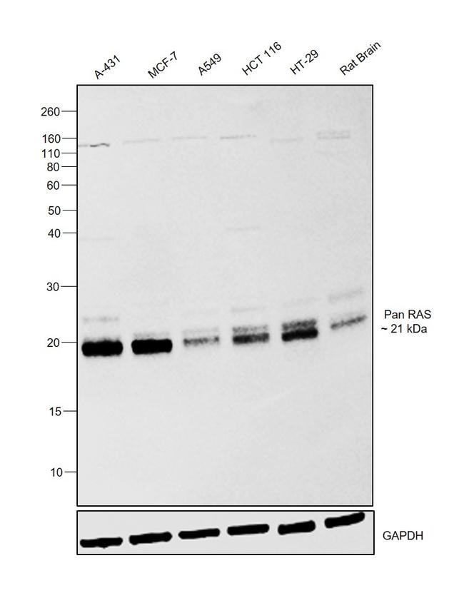 Pan Ras Polyclonal Antibody (PA5-78035)