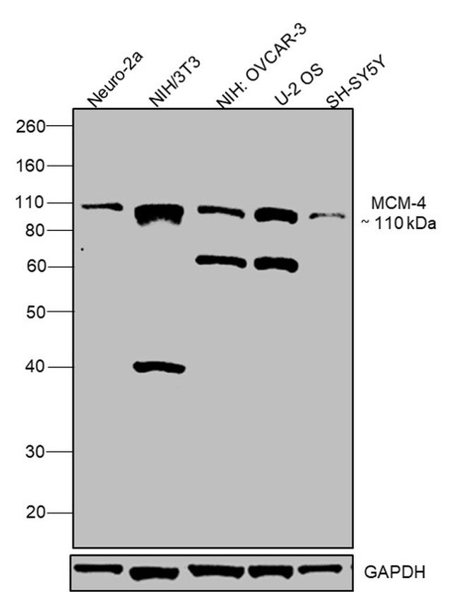 MCM4 Antibody in Western Blot (WB)
