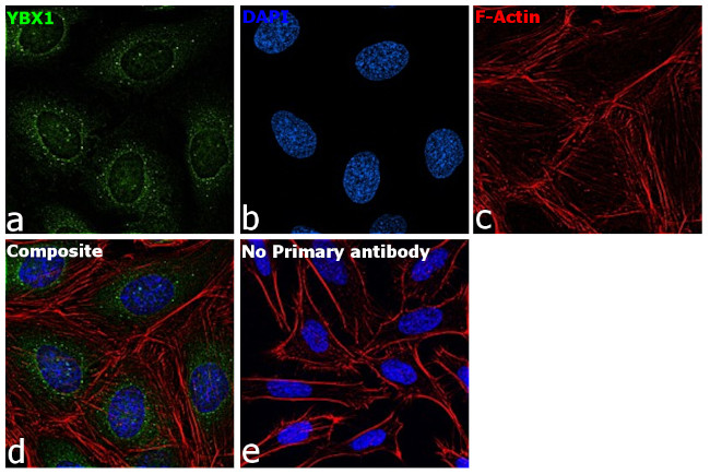 YBX1 Antibody in Immunocytochemistry (ICC/IF)