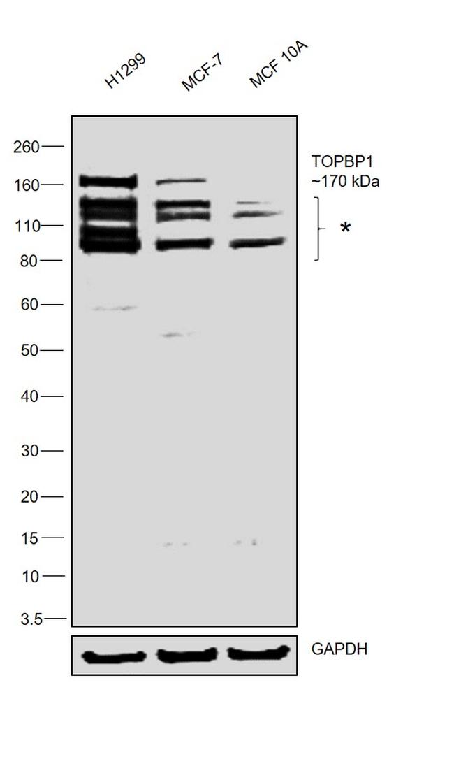 TOPBP1 Antibody in Western Blot (WB)