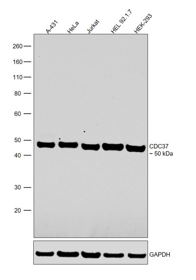 Cdc37 Antibody in Western Blot (WB)