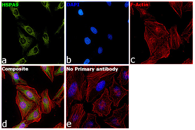 HSPA9 Antibody in Immunocytochemistry (ICC/IF)