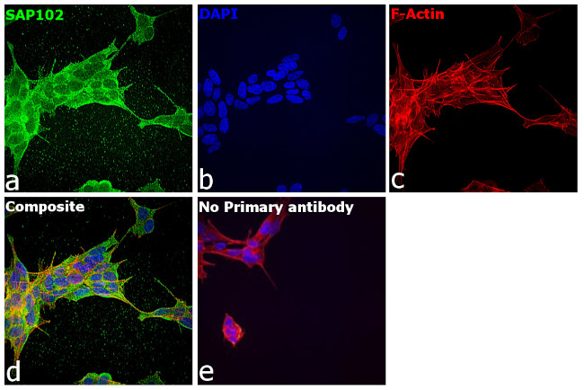 SAP102 Antibody in Immunocytochemistry (ICC/IF)