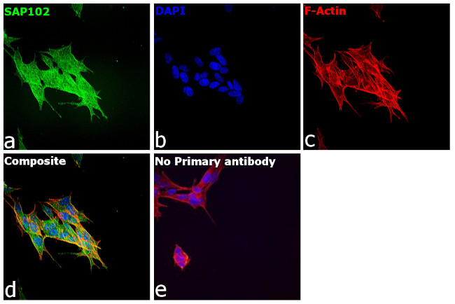 SAP102 Antibody in Immunocytochemistry (ICC/IF)