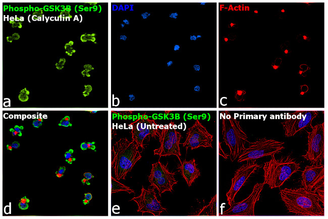 Phospho-GSK3 alpha/beta (Ser21, Ser9) Antibody in Immunocytochemistry (ICC/IF)