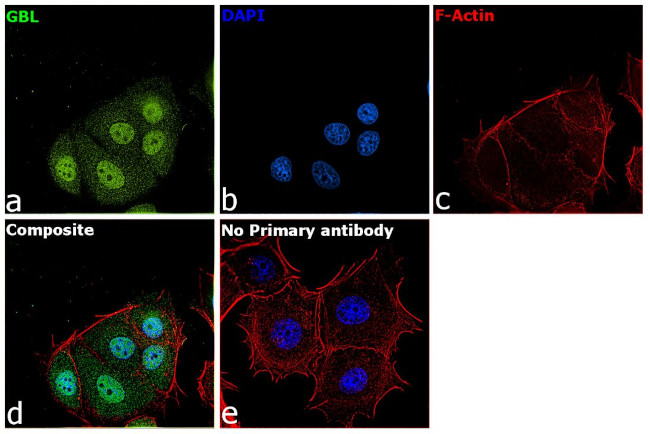 GBL Antibody in Immunocytochemistry (ICC/IF)