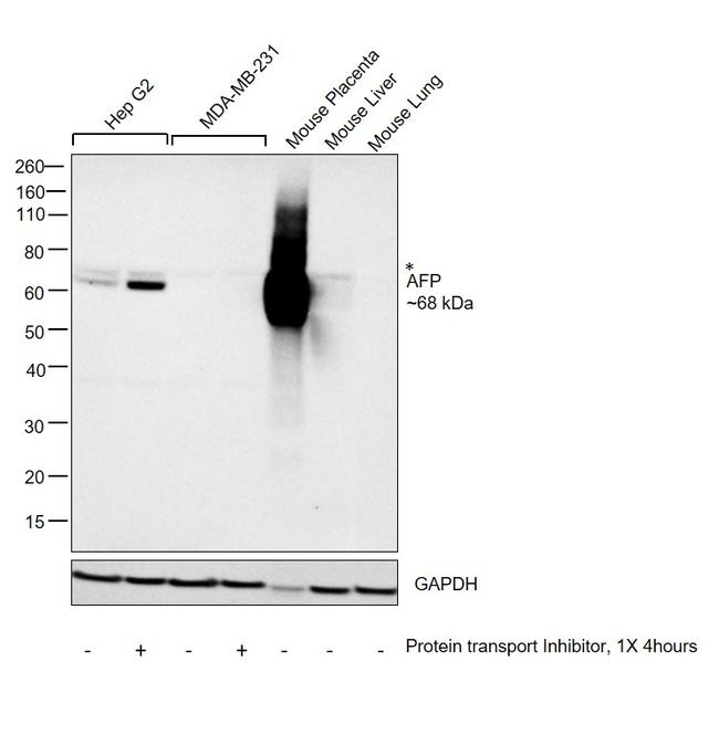 AFP Antibody in Western Blot (WB)