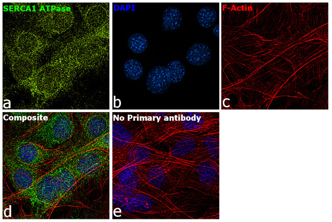 SERCA1 ATPase Antibody in Immunocytochemistry (ICC/IF)