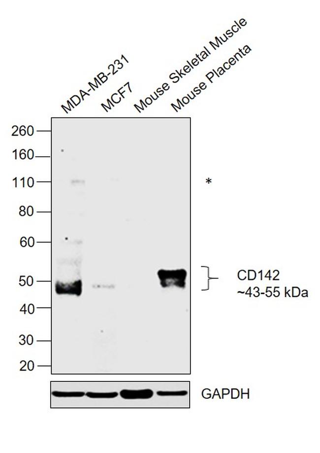 CD142 Antibody in Western Blot (WB)