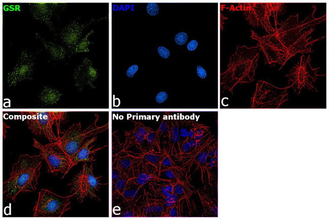 GSR Antibody in Immunocytochemistry (ICC/IF)