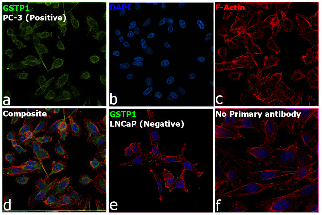 GSTP1 Antibody in Immunocytochemistry (ICC/IF)