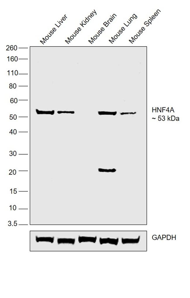 HNF4A Antibody in Western Blot (WB)