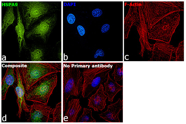 HSPA9 Antibody in Immunocytochemistry (ICC/IF)