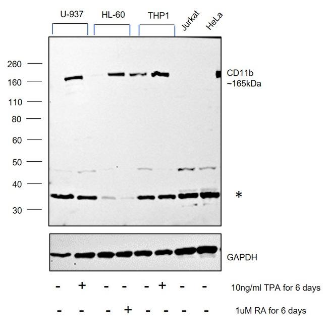 CD11b Antibody in Western Blot (WB)