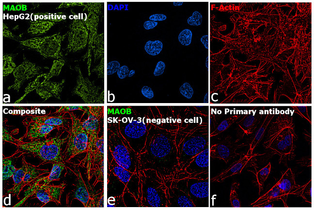 MAOB Antibody in Immunocytochemistry (ICC/IF)