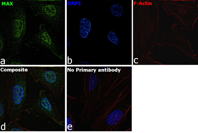MAX Antibody in Immunocytochemistry (ICC/IF)