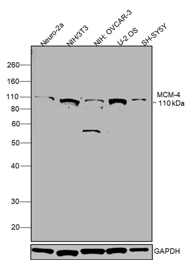 MCM4 Antibody in Western Blot (WB)