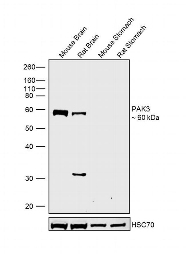 PAK3 Antibody in Western Blot (WB)