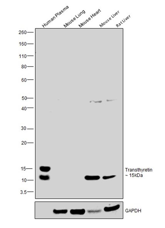 Transthyretin Antibody in Western Blot (WB)
