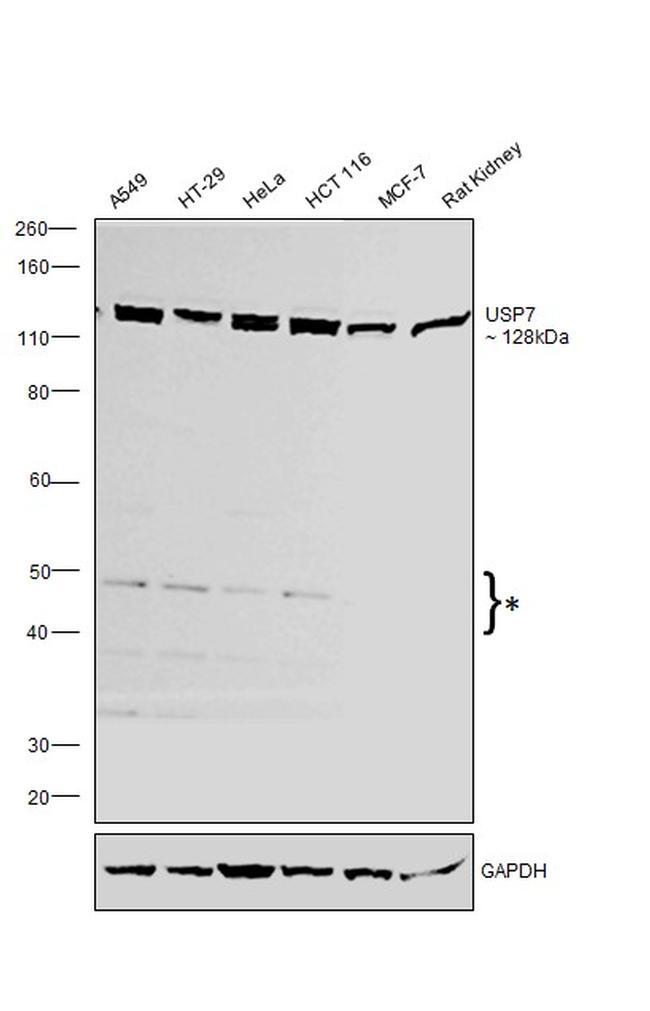 USP7 Antibody in Western Blot (WB)