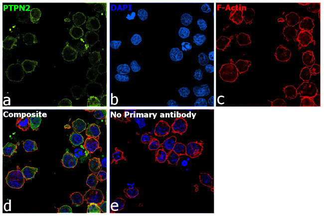 PTPN2 Antibody in Immunocytochemistry (ICC/IF)