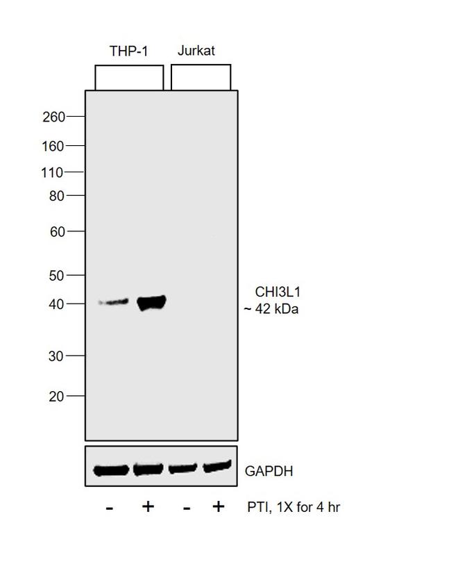 CHI3L1 Antibody in Western Blot (WB)