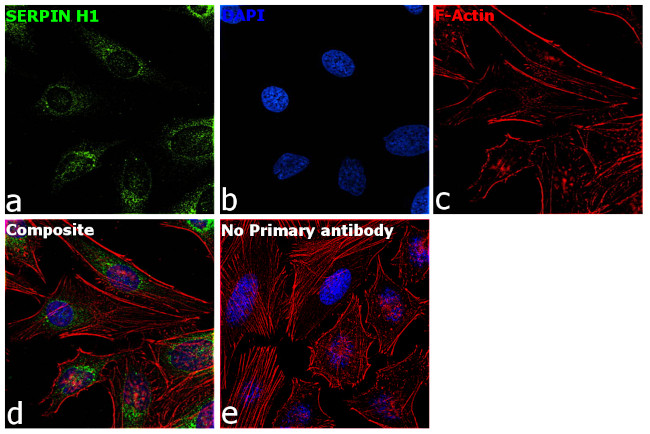 SERPINH1 Antibody in Immunocytochemistry (ICC/IF)