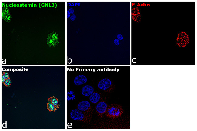 Nucleostemin Antibody in Immunocytochemistry (ICC/IF)