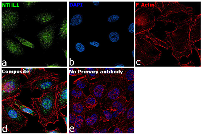 NTHL1 Antibody in Immunocytochemistry (ICC/IF)