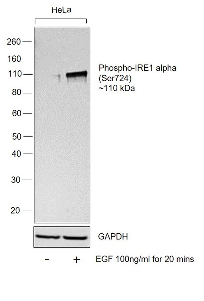 Phospho-IRE1 alpha (Ser724) Antibody in Western Blot (WB)