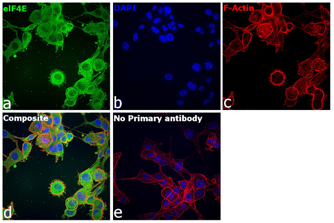 eIF4E Antibody in Immunocytochemistry (ICC/IF)