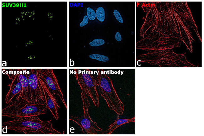 SUV39H1 Antibody in Immunocytochemistry (ICC/IF)