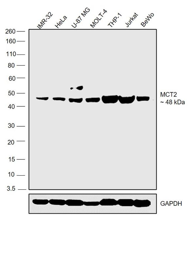 MCT2 Antibody in Western Blot (WB)