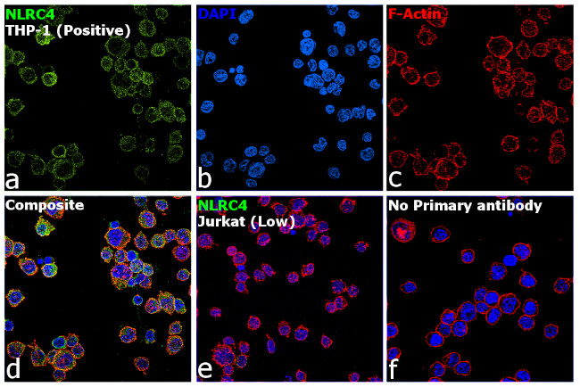 NLRC4 Antibody in Immunocytochemistry (ICC/IF)