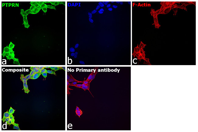 PTPRN Antibody in Immunocytochemistry (ICC/IF)