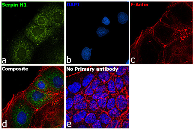 SERPINH1 Antibody in Immunocytochemistry (ICC/IF)