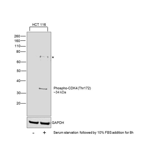 Phospho-CDK4 (Thr172) Antibody in Western Blot (WB)