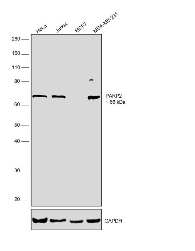 PARP2 Antibody in Western Blot (WB)