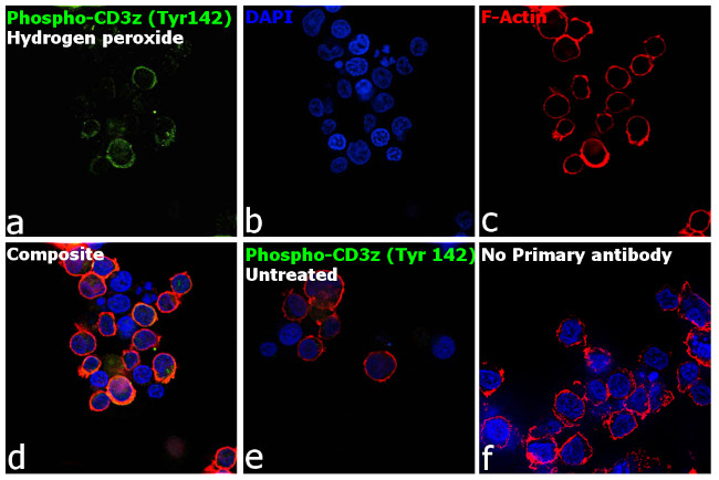 Phospho-CD3z (Tyr142) Antibody in Immunocytochemistry (ICC/IF)