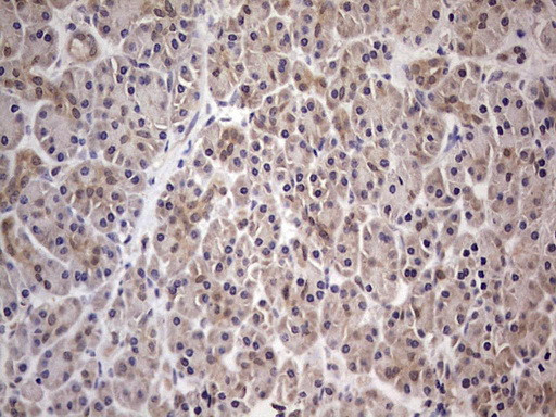 PAFAH1B3 Antibody in Immunohistochemistry (Paraffin) (IHC (P))
