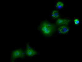 PANK2 Antibody in Immunocytochemistry (ICC/IF)