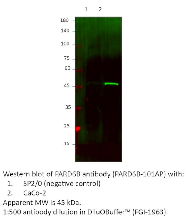 PARD6B Antibody in Western Blot (WB)