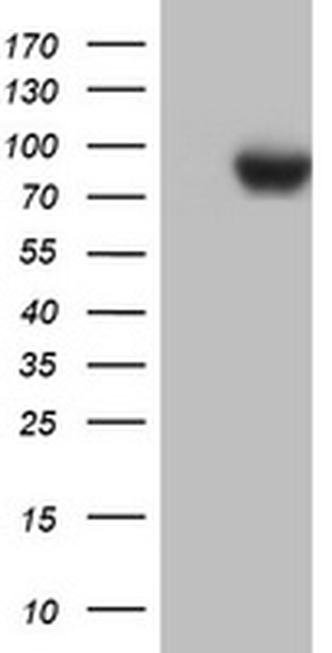 PARN Antibody in Western Blot (WB)