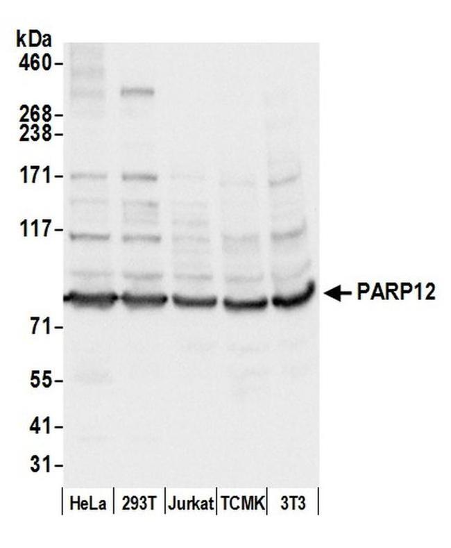 PARP12 Antibody in Western Blot (WB)